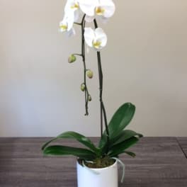 White orchid plant in a white pot with a ribbon
