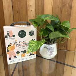 Potted green houseplant beside a plant care kit box