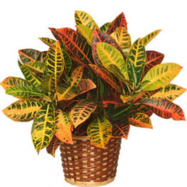Potted croton plant with multicolored leaves in a woven basket