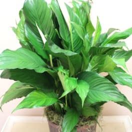 Potted green houseplant with broad glossy leaves in a brown container
