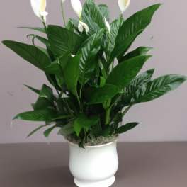 White peace lilies in a white pot