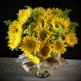 Sunflower Fields