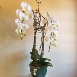 Double Orchid