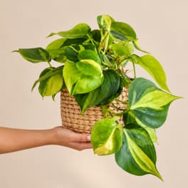 Variegated trailing houseplant in a woven basket planter being held by a hand