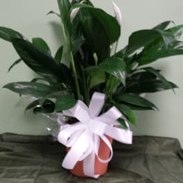 Potted peace lily plant with white blooms and a white ribbon bow
