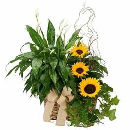 Basket arrangement with sunflowers and white calla lilies