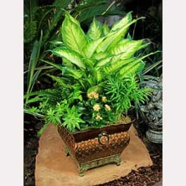 Potted tropical plant arrangement in a decorative square planter