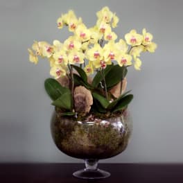 Yellow Orchids In a Glass Bowl