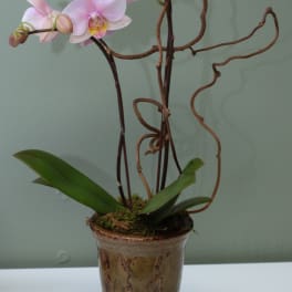 Light Pink Orchids