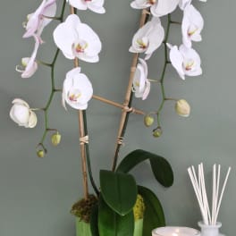 Tall Double Spike Blooming Orchids