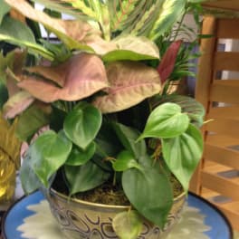 Potted tropical foliage arrangement in a decorative bowl