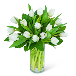 White tulips arranged in a clear glass vase