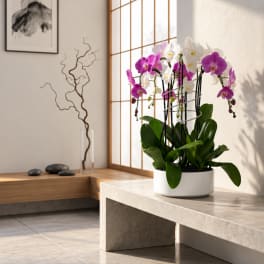 Potted orchids with pink and white blooms in a white planter