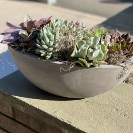Shallow bowl planter filled with assorted succulents