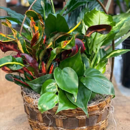Basket of assorted green houseplants with variegated leaves