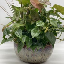 Mixed potted houseplants in a decorative ceramic bowl
