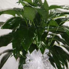 Tall green peace lily plant with a single white bloom in a white basket with a large white bow.