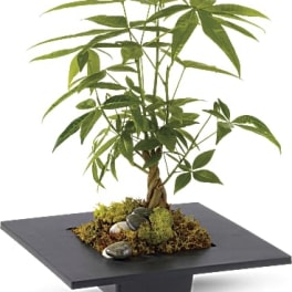 Potted money tree plant in a shallow black tray with moss and stones