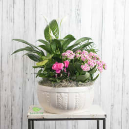 Potted arrangement with pink flowers and broad green leaves in a white planter