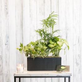 Rectangular planter with assorted green houseplants and a small candle beside it