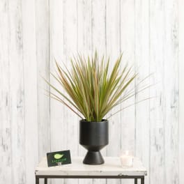 Spiky green houseplant with reddish tips in a black pedestal pot on a small table.