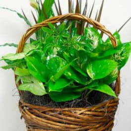 Green potted plant in a woven basket with a handle