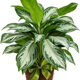 Potted green and silver variegated plant with a ribbon bow
