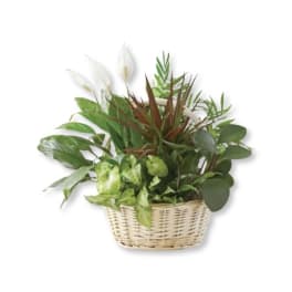 Basket of assorted green houseplants with white blooms