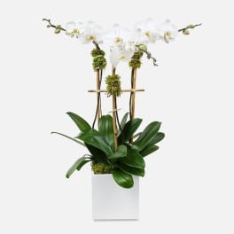 White phalaenopsis orchid plant in a modern white square pot with bamboo supports.