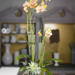 Tall orchid arrangement in a square glass vase with moss and succulents