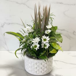 White daisies and mixed greenery in a white ceramic pot
