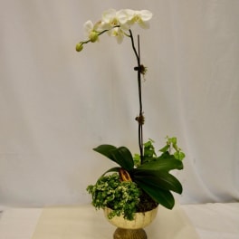 White orchid arrangement in a gold pedestal bowl with green plants