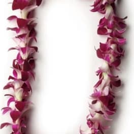 Single Sonia Orchid Lei