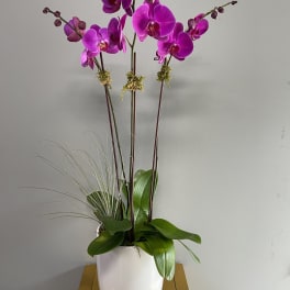 Triple Purple Orchids