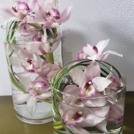 Spirited Orchids
