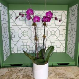 Purple orchids in a white pot with broad green leaves