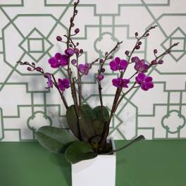 Purple orchid plant in a white square pot