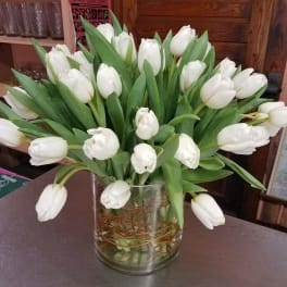 Timeless Tulips