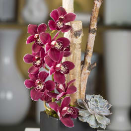 Magenta orchids and a pale succulent in a black square planter