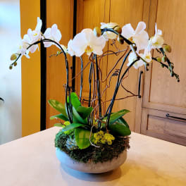 White orchids arranged in a low bowl with moss and succulents