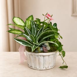 Potted tropical plant arrangement in a white basket with a pink ribbon