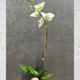 Single white orchid in a white pot with broad green leaves