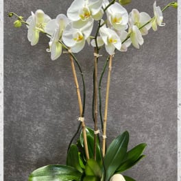 TRIPLE STEM WHITE ORCHID PLANT IN GASS