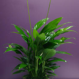 Potted peace lily with two white blooms against a purple wall