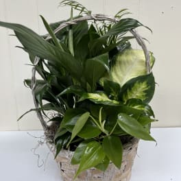 Basket of assorted green houseplants with glossy leaves