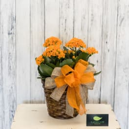Potted orange flowering plant in a woven basket with burlap and orange bow