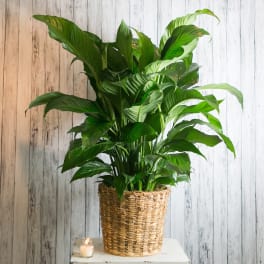 Tall green houseplant in a woven basket with a small candle beside it