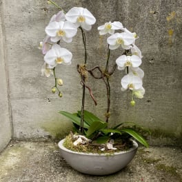 White phalaenopsis orchid plant in a shallow gray bowl planter