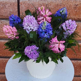 Potted arrangement of pink, purple, and blue hyacinth-style blooms in a white ribbed container