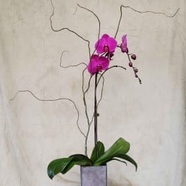 Pink orchids in a tall square vase with curly branches